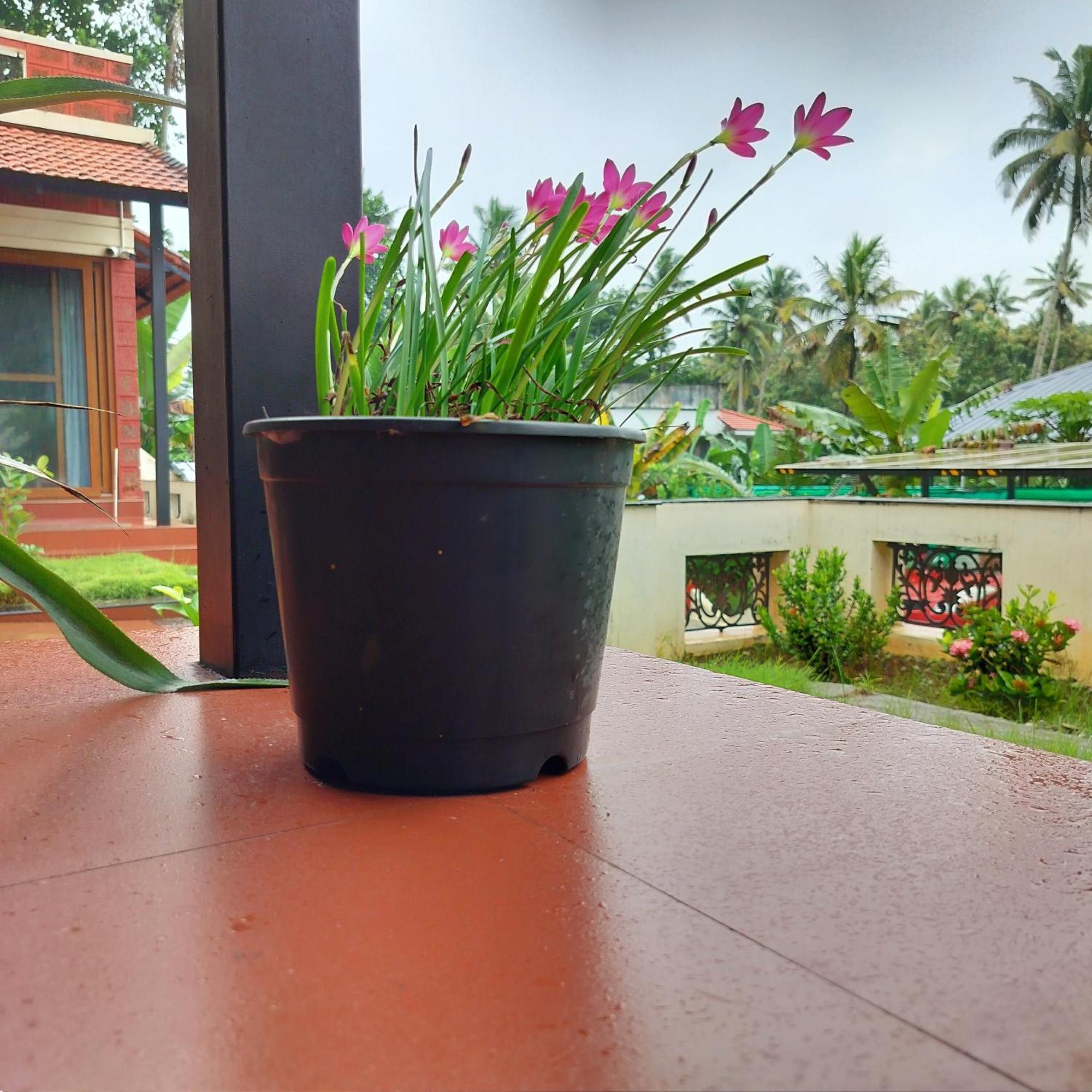 The Ixora - A Boutique Homestay Varkala Exterior foto